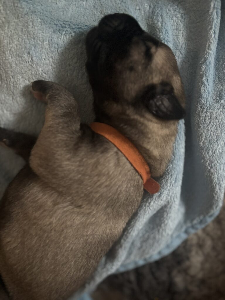 Die weisse Tigerlilly 1