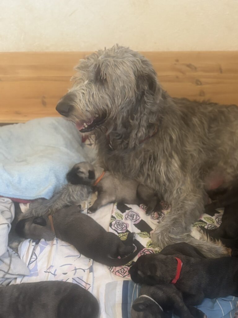 Die weisse Tigerlilly 2