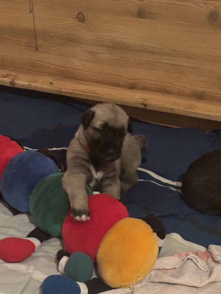 Die weisse Tigerlilly 3