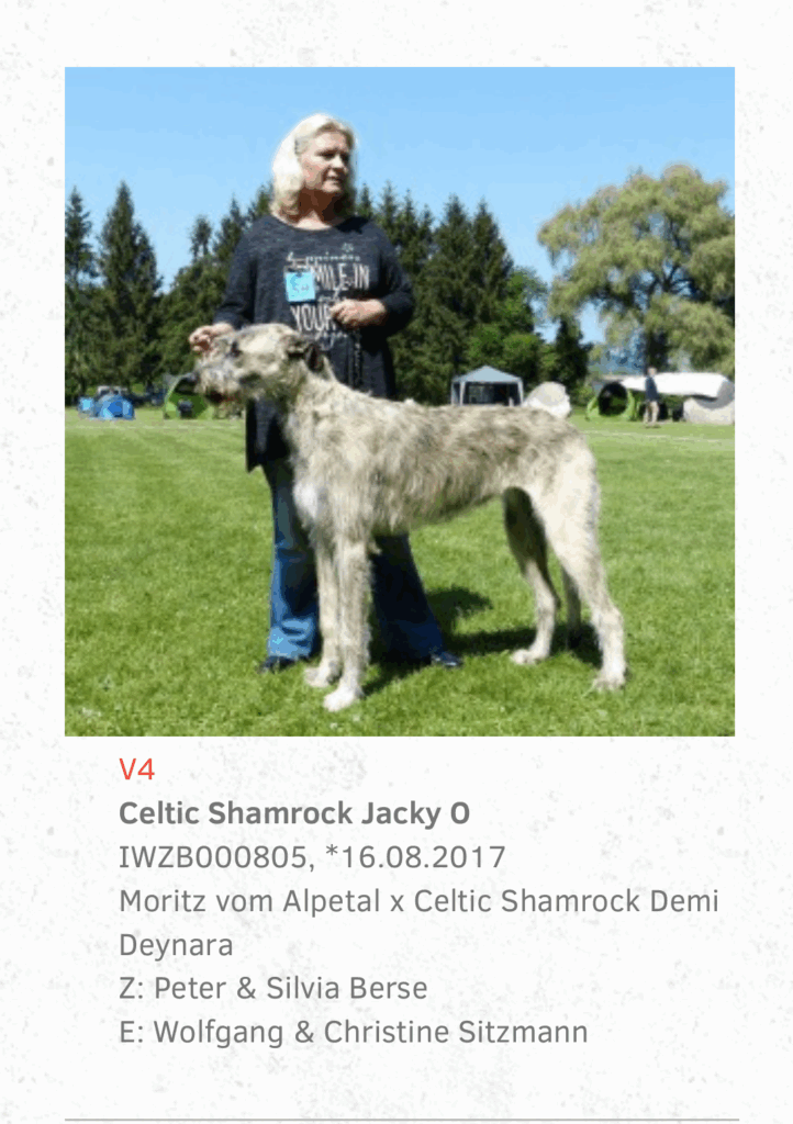 Jacky O Ausstellungen