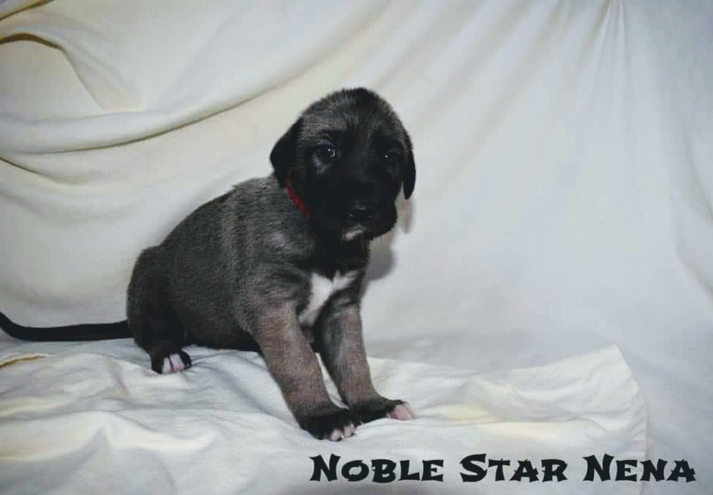 Noble Star Nena