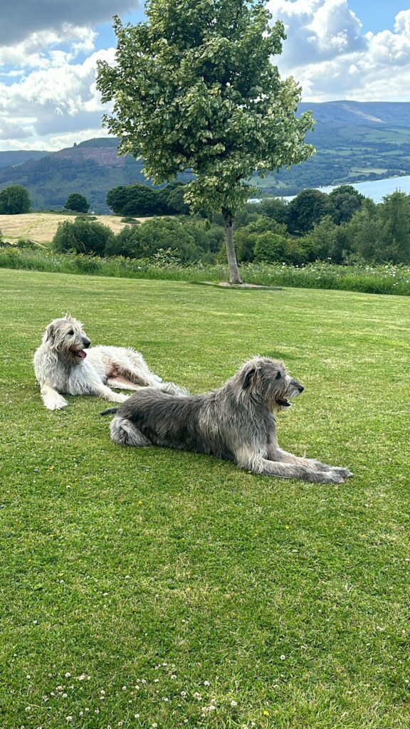 Arni+Amadeus