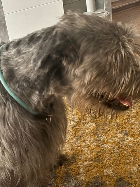 Cassius
