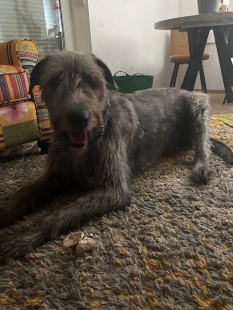 Cassius1