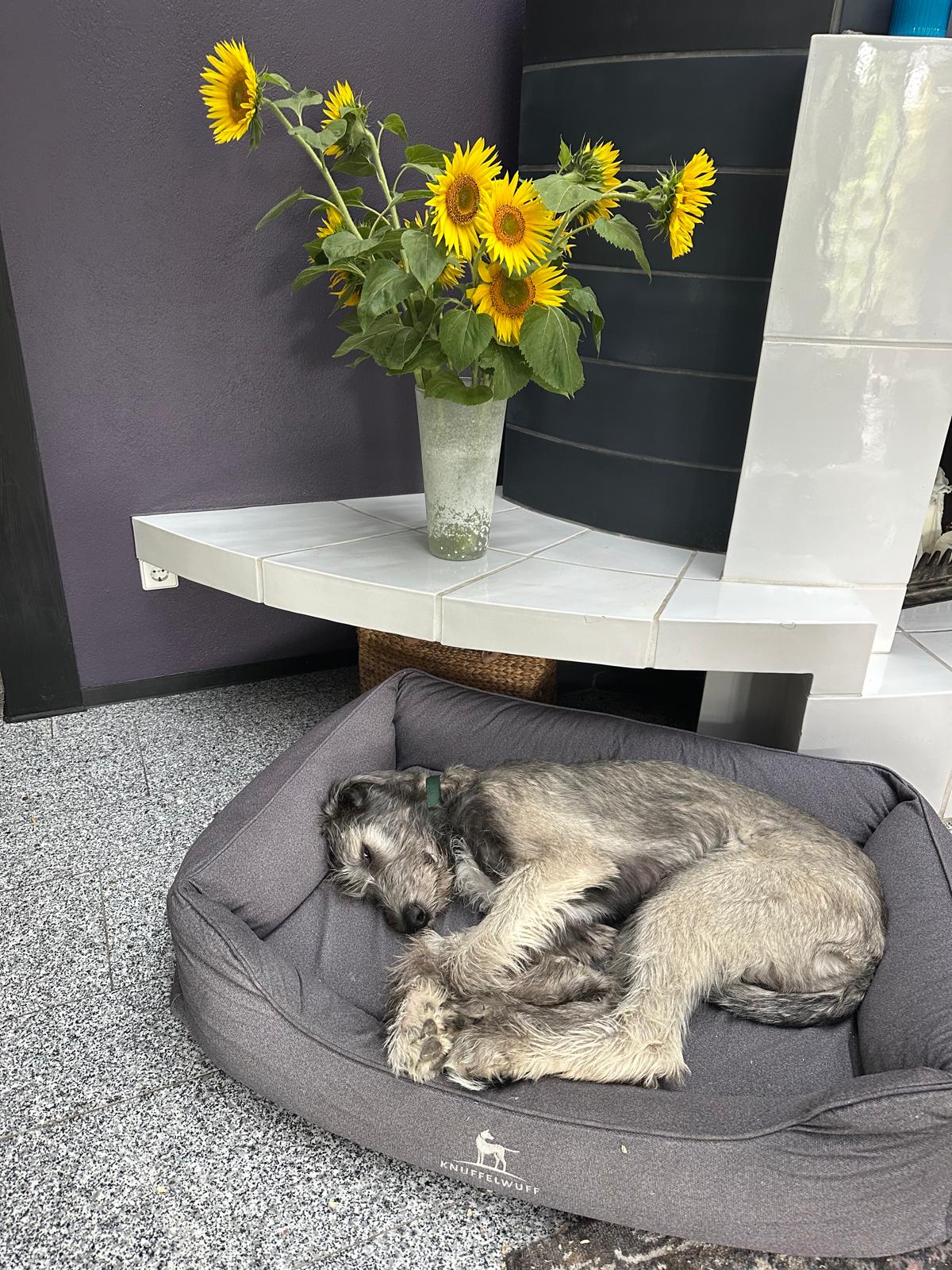 WhatsApp Bild 2025-08-21 um 11.45.03_6c885102