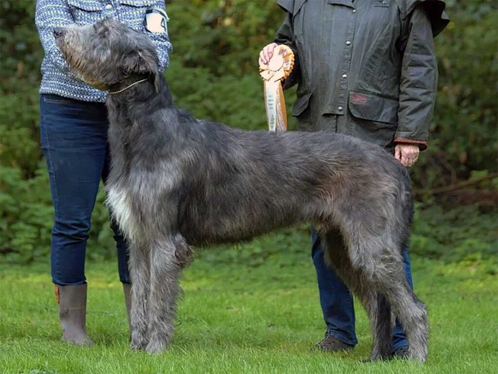 king-kilfane-vom-maerchenmond_v20250708